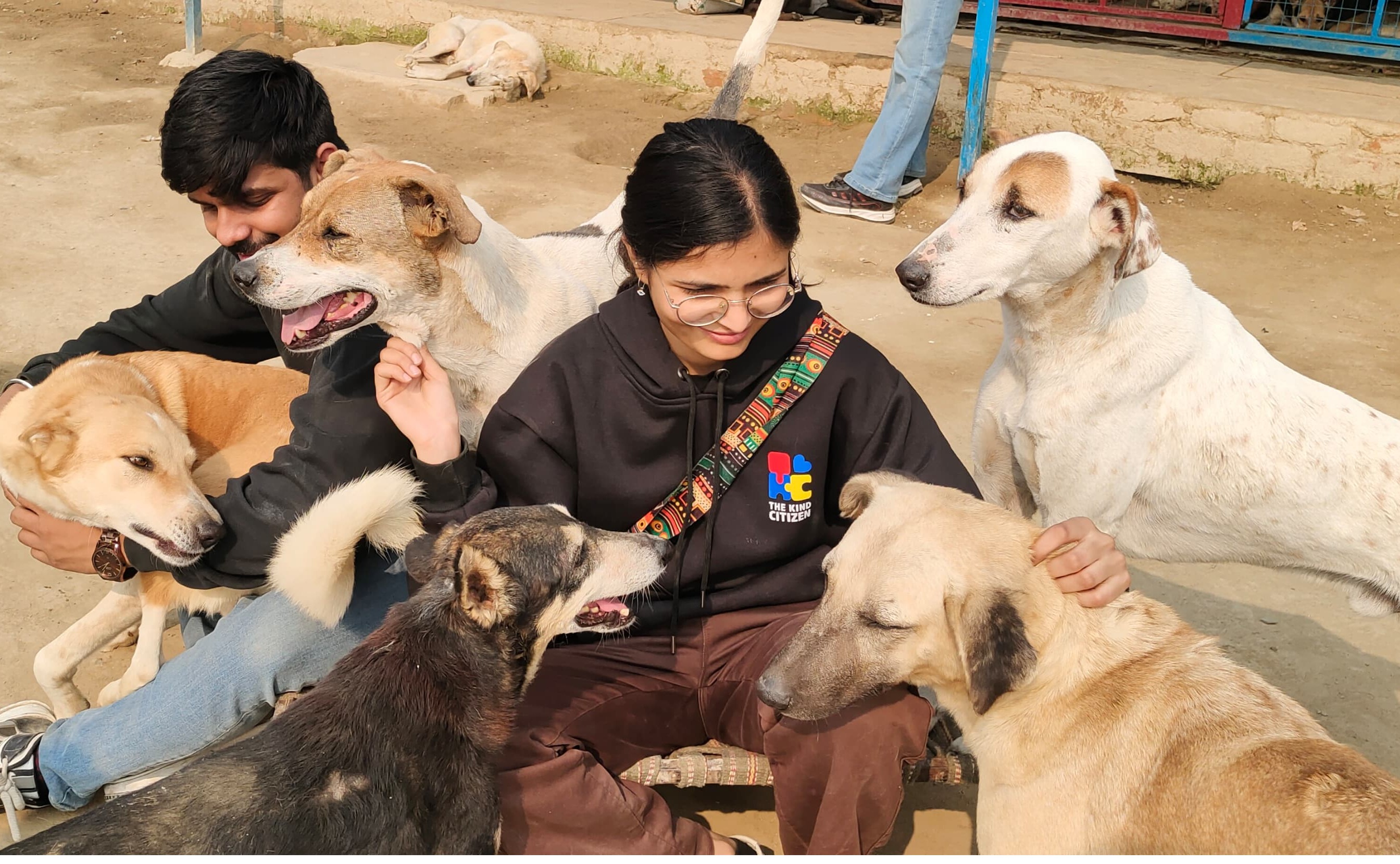 Feed the Voiceless – stray animals